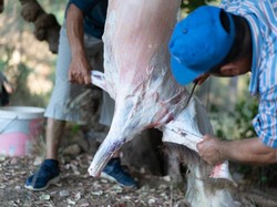 Hukum dan Ketentuan Memberi Upah untuk Tukang Jagal Idul Adha