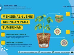 Jaringan pada Hewan dan Tumbuhan Lengkap dengan Penjelasannya