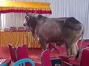 Panik Warga Kalideres Saat Sapi Kurban Ngamuk lalu Rusak Hajatan