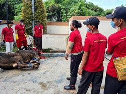 Hukum Menyaksikan Penyembelihan Hewan Kurban Sendiri