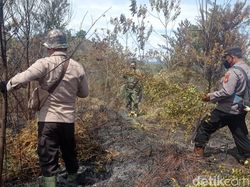 2 Perusahaan Bantah Disegel Kementerian LH karena Terlibat Karhutla di Riau