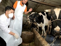 Kasus PMK Jatim Tembus 148 Ribu Lebih, Pemprov Percepat Vaksinasi