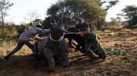 Badak Putih Lahir Kembali di Mozambik Setelah 40 Tahun Punah