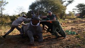 Badak Putih Lahir Kembali di Mozambik Setelah 40 Tahun Punah