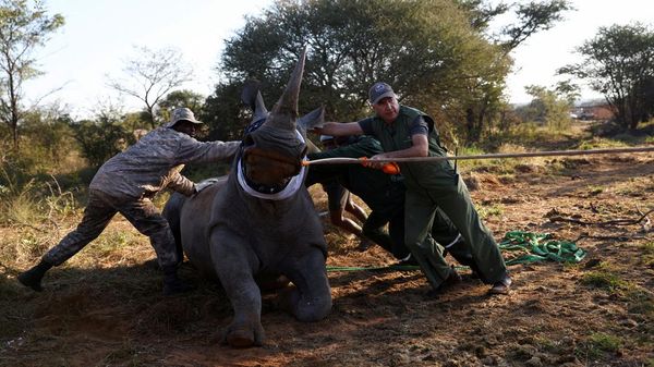 Badak Putih Lahir Kembali di Mozambik Setelah 40 Tahun Punah