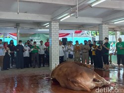Sapi Kurban Jokowi dan Maruf Amin di Masjid Istiqlal Disembelih Hari Ini