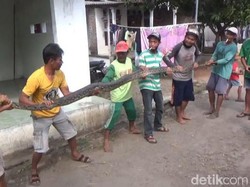 Warga Jombang Tangkap Ular Sanca Kembang 5 Meter, Kini Dijual Rp 1Juta
