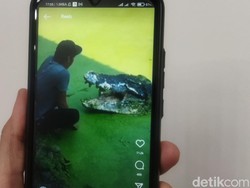 Viral! Pria Bertopi Akrab Banget dengan Buaya di Subang