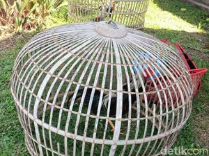 Polisi Gerebek Tempat Judi Sabung Ayam di Kudus, 1 Orang Diamankan