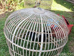 Polisi Gerebek Tempat Judi Sabung Ayam di Kudus, 1 Orang Diamankan