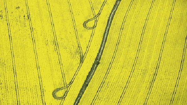 Deretan Foto Drone Bertema Ladang Bunga yang Bikin Melotot