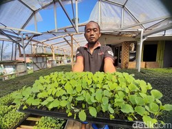 Cerita Pria Sumedang Hijrah dari Karyawan Jadi Bos Bibit Sayuran