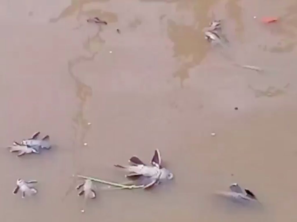 Dugaan Ikan-ikan di Kali Kramat Jati Mati Gegara Limbah Jeroan