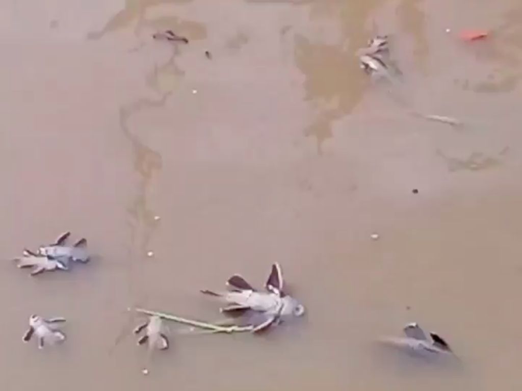 DLH DKI Ungkap Biang Kerok Ikan-ikan Mati di Kali Kramat Jati DLH DKI Ungkap Biang Kerok Ikan-ikan Mati di Kali Kramat Jati