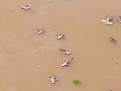 DLH DKI Analisis Hasil Uji Lab Sampel Kali Kramat Jati Imbas Ikan-ikan Mati