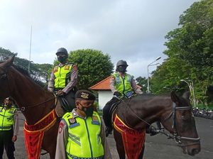 Melihat Kuda Belanda-Sumba Polda Bali untuk Patroli Keamanan G20 Melihat Kuda Belanda-Sumba Polda Bali untuk Patroli Keamanan G20