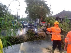 Diguyur Hujan, Pohon Tumbang di Tiga Titik di Tabanan