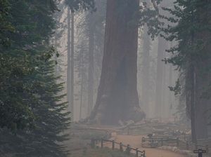 Pohon Raksasa Terbesar di Dunia, Sequoia, Terancam Kebakaran Hutan Lagi Pohon Raksasa Terbesar di Dunia, Sequoia, Terancam Kebakaran Hutan Lagi