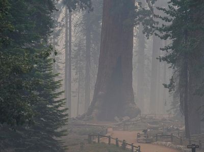Pohon Besar, Tua dan Tinggi Terancam Musnah Gegara Kebakaran di AS