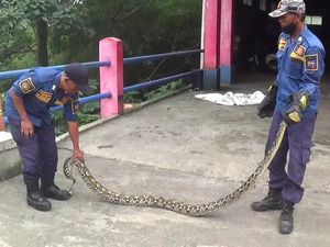 Sanca 3 Meter Muncul di Pagar Rumah Kagetkan Warga Bogor