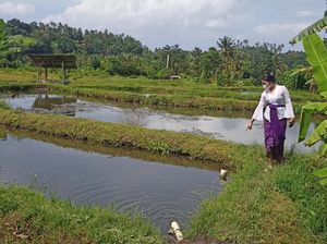 700 Udang Siap Panen Milik Warga Karangasem Raib Digondol Maling