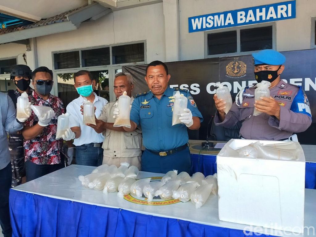 Penjualan 7.862 Ekor Baby Lobster di Banyuwangi Digagalkan, 3 Pelaku Kabur Penjualan 7.862 Ekor Baby Lobster di Banyuwangi Digagalkan, 3 Pelaku Kabur