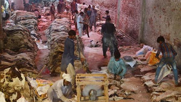 Begini Sibuknya Pengolahan Kulit Hewan Kurban di Pakistan