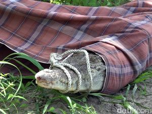 Sempat Dilepas, Buaya di Polman Ditangkap Lagi-Dievakuasi ke Sungai