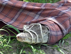 Sempat Dilepas, Buaya di Polman Ditangkap Lagi-Dievakuasi ke Sungai