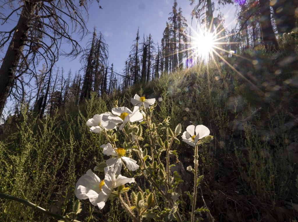 Cantiknya Bunga Poppy Bermekaran di Lokasi Kebakaran Hutan California