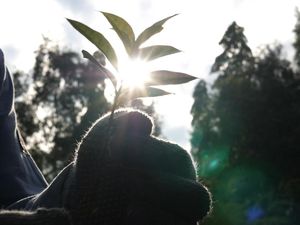 Grup MIND ID Realisasikan Penanaman Pohon 1.056 Hektare di Danau Toba