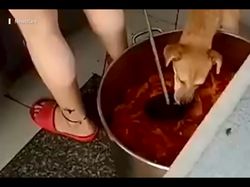 Jijik! Daging Ayam di Restoran China Ini Bekas Dicomoti Anjing