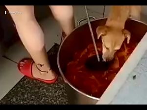 Jijik! Daging Ayam di Restoran China Ini Bekas Dicomoti Anjing