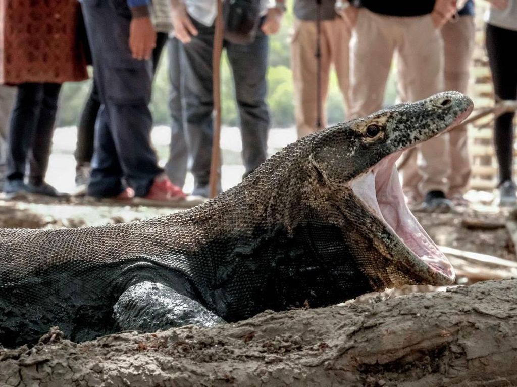 Hak Jawab Tim Penguatan Fungsi Taman Nasional Komodo Soal Penolakan Warga