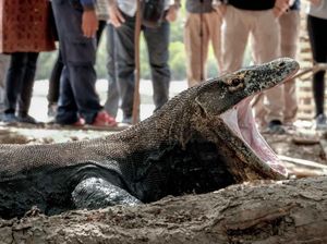 Wisata Komodo Seharusnya Bukan Hanya untuk yang Berduit! Wisata Komodo Seharusnya Bukan Hanya untuk yang Berduit!