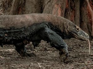 Pengamat Minta Pemprov Patuhi Surat Menteri LHK soal Tarif TN Komodo Pengamat Minta Pemprov Patuhi Surat Menteri LHK soal Tarif TN Komodo