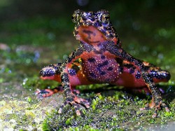 7 Fakta Kemunculan Kodok Merah di Gunung Salak