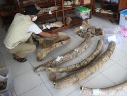 Museum Purbakala Patiayam Bakal Pulangkan Fosil Homo Erectus ke Kudus