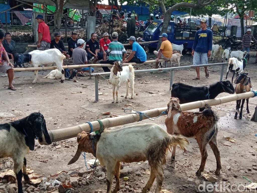 Usai Idul Adha, Pasar Hewan di Klaten Justru Lebih Ramai