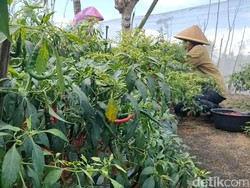 Harga Cabai Tingkat Petani di Kulon Progo Berangsur Turun