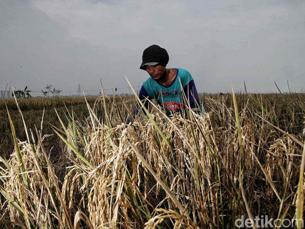 Petani di Pinrang Keluhkan Kelangkaan Pupuk Subsidi Sebulan Terakhir
