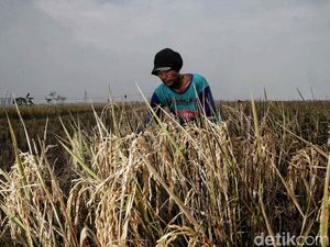 Tahu Nggak Sih, Ternyata Ini Kepanjangan Kata Petani Tahu Nggak Sih, Ternyata Ini Kepanjangan Kata Petani