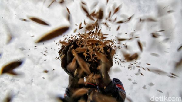 Panen Raya Petani Ibu Kota di Rorotan