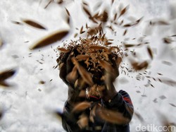 Begini Upaya RI Geber Regenerasi Agar Anak Muda Mau Jadi Petani