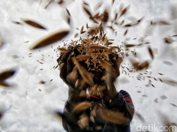 Panen Raya Petani Ibu Kota di Rorotan