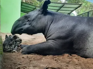 Gemas! Bayi Tapir Lahir di Kebun Binatang Jambi