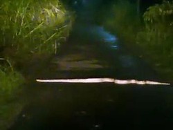 Heboh Penampakan Ular Piton Besar Nyeberang Jalan Dekat Makam Boyolali