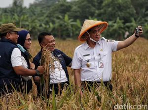 Wagub DKI Panen Padi Bareng Petani di Rorotan Jakut Wagub DKI Panen Padi Bareng Petani di Rorotan Jakut