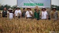 Momen Wagub DKI Hadiri Panen Padi di Rorotan, Jakut