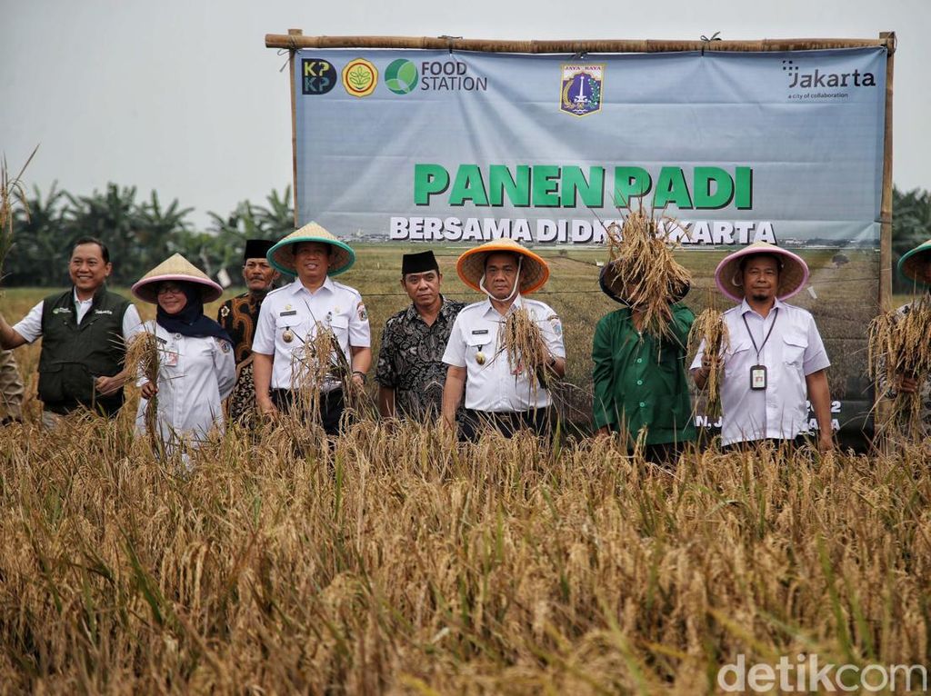 Momen Wagub DKI Hadiri Panen Padi di Rorotan, Jakut Momen Wagub DKI Hadiri Panen Padi di Rorotan, Jakut